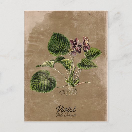  Stijlviolet Briefkaart (Voorkant)