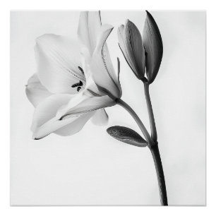 Stijlvol Floraal in zwart en wit Perfect Poster