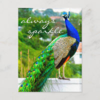 Stijlvolle Blauwe Groene Peacock Foto altijd Spark