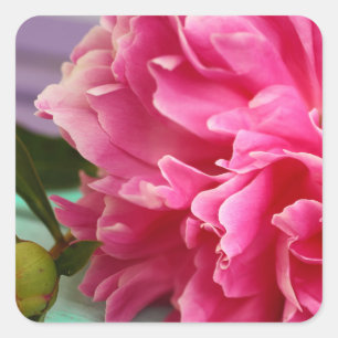 Stijlvolle fotografie roze pioenroos bloem foto vierkante sticker