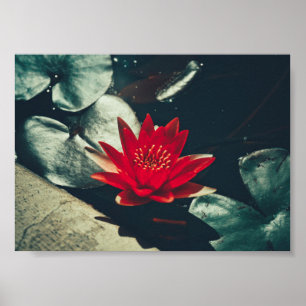Stileer Planten Poster rood groen water Lily Flowe