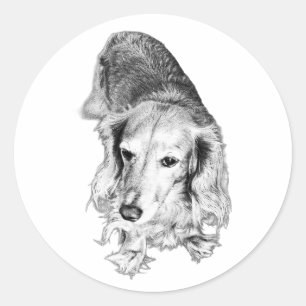 Still & Seen – Langharige Dachshond Ronde Sticker