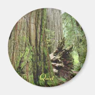 Stille grote Californische Redwood-boom bosmagnete Magneet