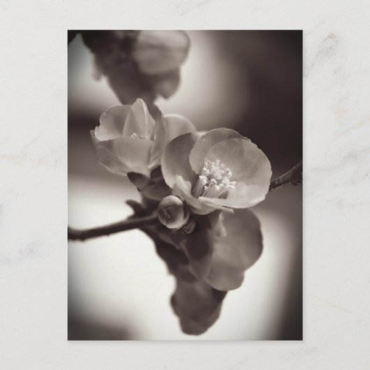 Stille schoonheid briefkaart (Voorkant)