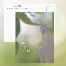 Stille Vogel Moment – Laat de Dag Ontwikkelen Duif