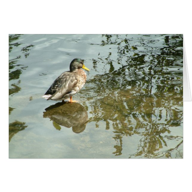 Stille wateren | (Voorkant Horizontaal)