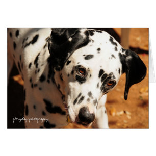 Sting : Intensité dans l'action