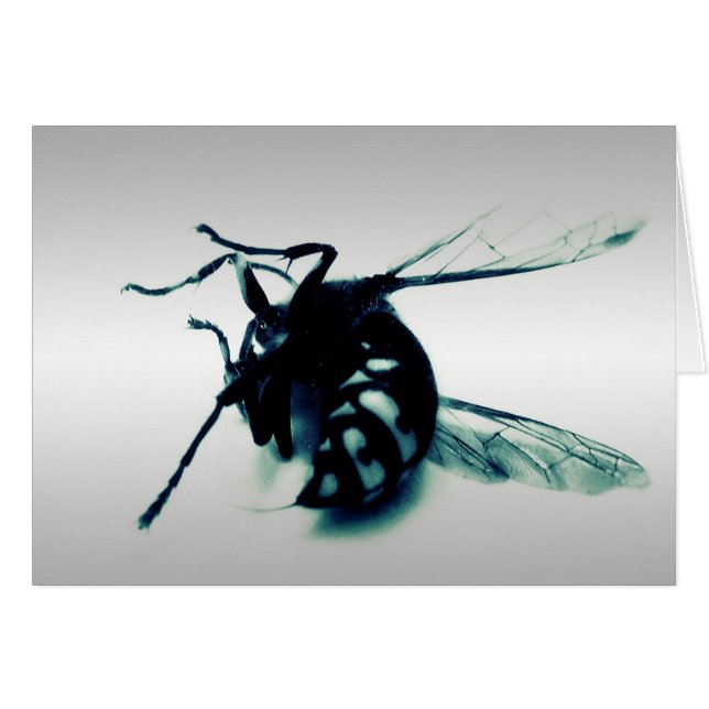 Stinger 8 (Devant horizontal)