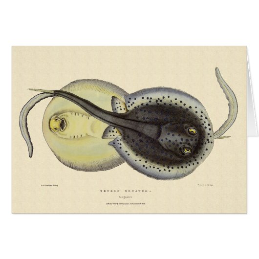 Stingrais vintages, Animaux De L'Océan Marin (Devant horizontal)