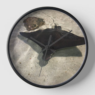 Stingray