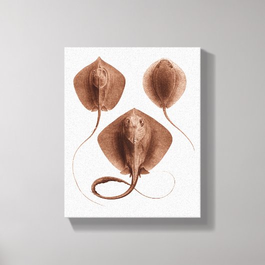 Stingray #1 gewikkeld canvas kunst aan de muur (Voorkant)