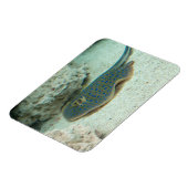 Stingray Blue Magneet (Linkerzijde)