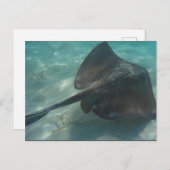 STINGRAY BRIEFKAART (Voorkant / Achterkant)