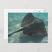 STINGRAY BRIEFKAART (Voorkant / Achterkant)