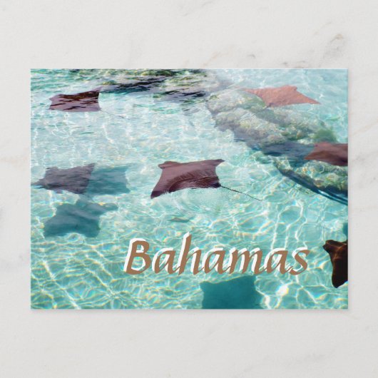 Stingray Briefkaart (Voorkant)