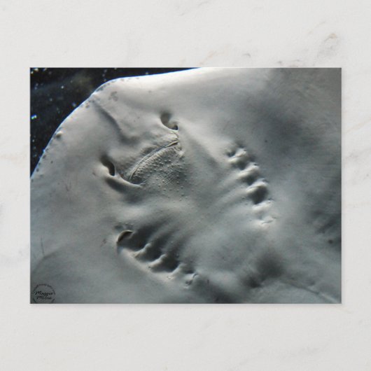 Stingray Briefkaart (Voorkant)