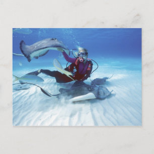 Stingray City, Grand Cayman, Kaaimaneilanden, Briefkaart