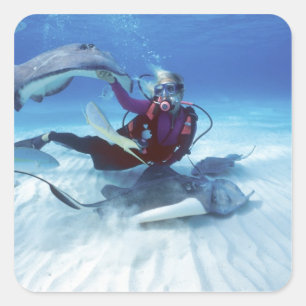 Stingray City, Grand Cayman, Kaaimaneilanden, Vierkante Sticker