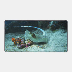Stingray en mouvement - Photo prise sur Coral Tria