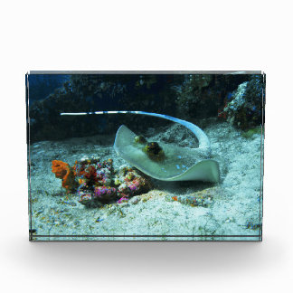 Stingray in move - Photo taken at Coral Triangle | Fotoblokken