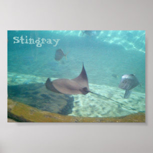 Stingray Poster