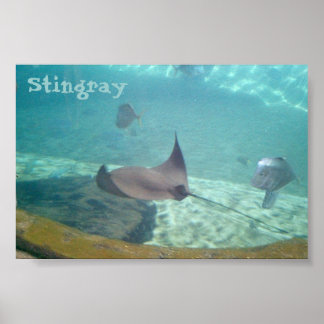 Stingray Poster