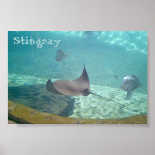Stingray Poster (Voorkant)