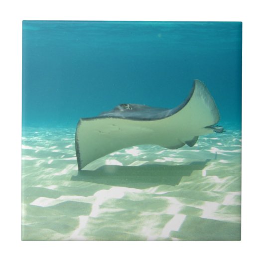 Stingray Tegeltje (Voorkant)
