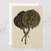  Stingrays, zeedieren (Voorkant / Achterkant)