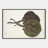  Stingrays, zeedieren Inpakpapier Vel (Voorkant 2)