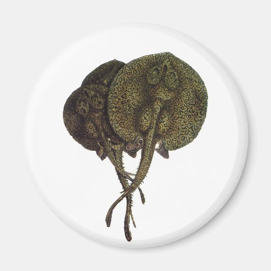  Stingrays, zeedieren Magneet (Voorkant)