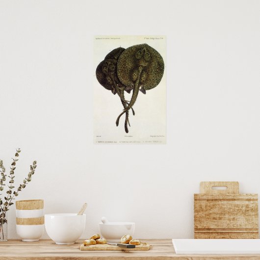 Stingrays, zeedieren Poster (Keuken)