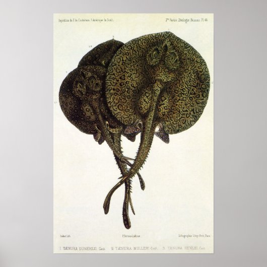  Stingrays, zeedieren Poster (Voorkant)