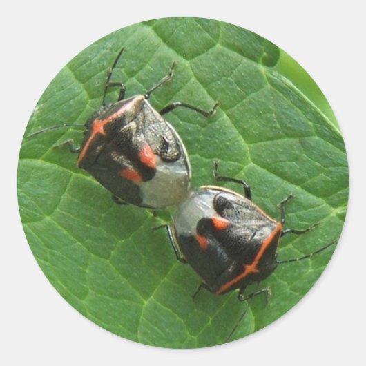 Stinkbugs ~ sticker (Voorkant)