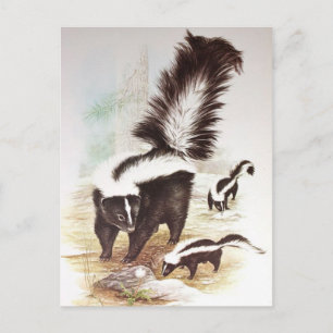 Stinkdieren in de sneeuw briefkaart