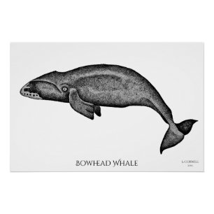 Stippling Art Bowiad Whale Perfect Poster