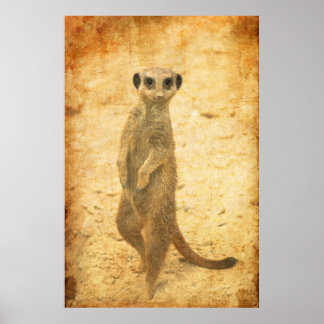 Stockwaakzame stokstaartje poster
