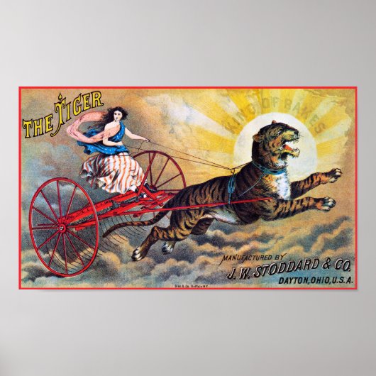 Stoddard Tiger Poster (Voorkant)