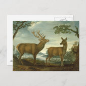 Stof en hind in een bebost landschap briefkaart (Voorkant / Achterkant)