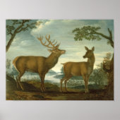 Stof en hind in een bebost landschap poster (Voorkant)