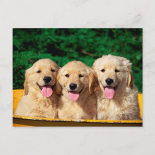 Stofhonden Briefkaart