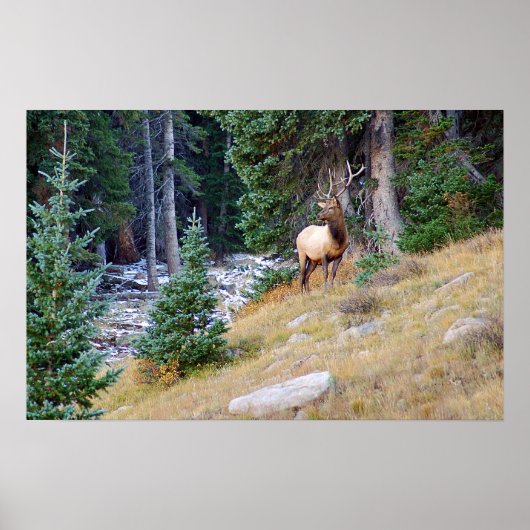 Stoic Elk Poster (Voorkant)