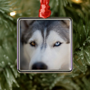 Stoic Gaze van de Alaskan Malamute Metalen Ornament
