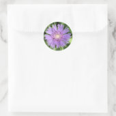 Stokes aster (Stokesia laevis) stickers (Tas)