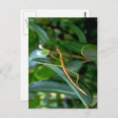 stokinsect briefkaart (Voorkant / Achterkant)