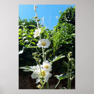 Stokrozen bloeien, Alcea Alba Poster