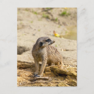 Stokstaartje Briefkaart