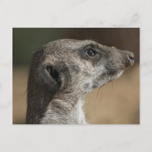 Stokstaartje Briefkaart