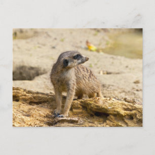 Stokstaartje Briefkaart