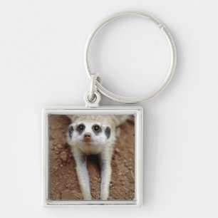 Stokstaartje (Suricata Suricatta) afkoelen Sleutelhanger